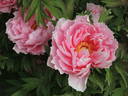 Yachiyo-tsubaki 八千代 椿 peony photo