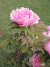 Yachiyo-tsubaki 八千代 椿 peony photo