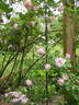 Old Blush, Cl. rose photo