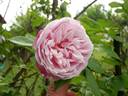 Old Blush, Cl. rose photo