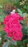 Merlot rose photo