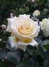 Jack Hume rose photo