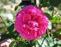 Dame en Rose rose photo