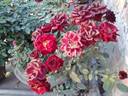Black Jade ™ rose photo