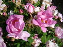 <i>Rosa villosa</i> var. <i>recondita</i> rose photo