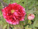 Taiyo peony photo