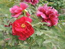 Taiyo peony photo