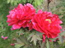 Taiyo peony photo