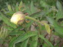 High Noon peony photo