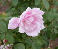Adam Rackles rose photo