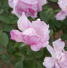 Adam Rackles rose photo
