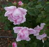 Adam Rackles rose photo