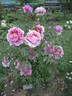 Baron Thyssen Bornemisza peony photo