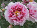 Baron Thyssen Bornemisza peony photo