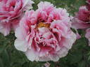 Baron Thyssen Bornemisza peony photo