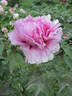 Baron Thyssen Bornemisza peony photo