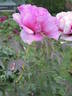 Baron Thyssen Bornemisza peony photo