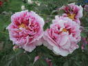 Baron Thyssen Bornemisza peony photo