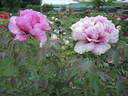 Baron Thyssen Bornemisza peony photo