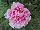 Baron Thyssen Bornemisza peony photo