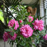 Beauty of Rosemawr rose photo