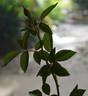 Beauty of Rosemawr rose photo