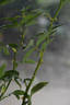 Beauty of Rosemawr rose photo