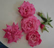 Beauty of Rosemawr rose photo