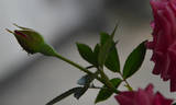 Beauty of Rosemawr rose photo