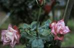 Ashgrove Jubilee rose photo