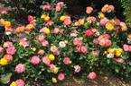 Chameleon Rose rose photo