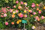 Chameleon Rose rose photo