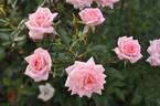 Delicious rose photo