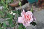 Delicious rose photo