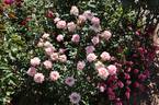Delicious rose photo