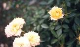 Half Nip rose photo