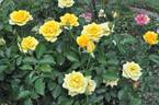 Hello Yellow rose photo