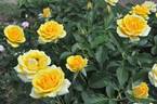 Hello Yellow rose photo