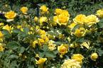 Hello Yellow rose photo
