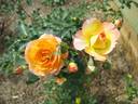 Honeybee rose photo