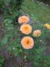 Honeybee rose photo