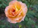 Honeybee rose photo