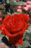 Ida Elizabeth rose photo