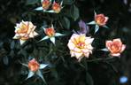 Tracey Wickham rose photo