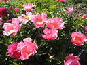 Constance Spry peony photo