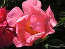 Constance Spry peony photo