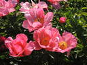 Constance Spry peony photo