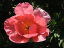 Constance Spry peony photo