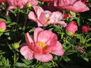 Constance Spry peony photo