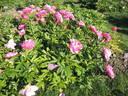 Hi-Mabel peony photo